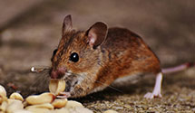 24 Hour & Emergency Exterminators in McConnelsvle, OH